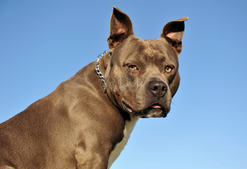 美国斯塔福德郡动物宠物蓝色衣领天空警觉哺乳动物犬类图片