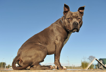 美籍斯塔福德郡警觉蓝色动物哺乳动物宠物衣领犬类天空高清图片