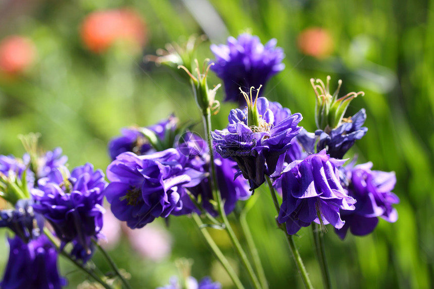 阿基亚植物雄蕊花瓣蓝色花园图片
