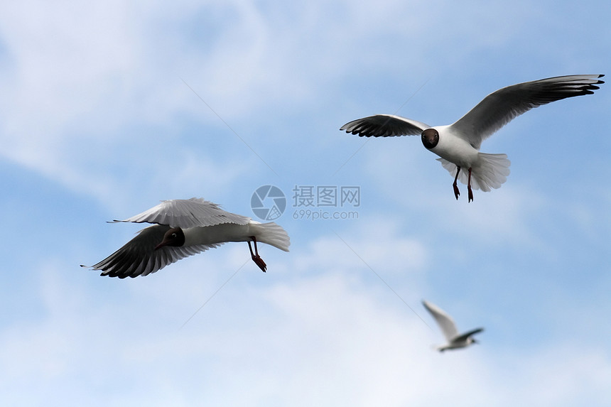 海鸥领导翅膀鸟类旅行羽毛荒野飞行摄影海洋野生动物图片