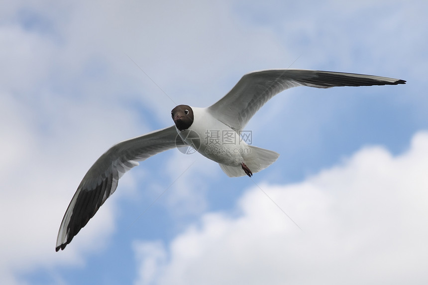 海鸥荒野海岸线野生动物爱好旅行翅膀海洋飞行自由摄影图片