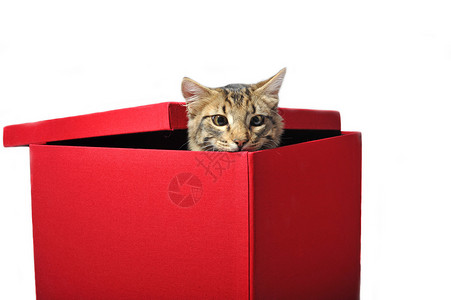 框中的猫宠物工作室小猫动物棕色猫科红色虎斑背景图片