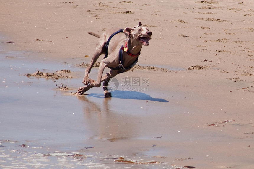 海滩上的狗狗海洋犬类乐趣宠物跑步娱乐动物速度幸福活动图片