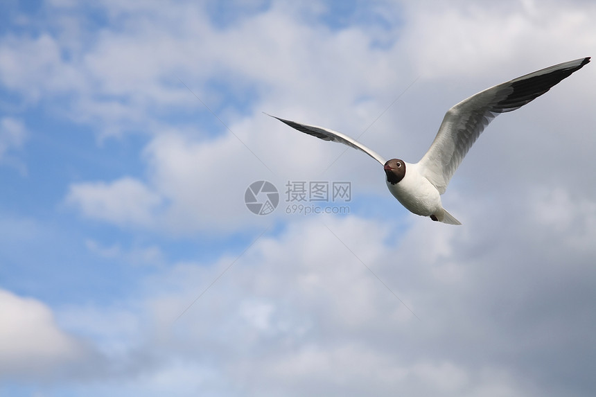 海鸥荒野野生动物蓝色地平线羽毛假期海岸线爱好翅膀自由图片