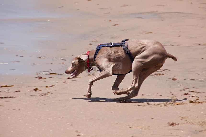 海滩上的狗狗速度乐趣猎犬幸福喜悦海洋犬类跑步活动宠物图片