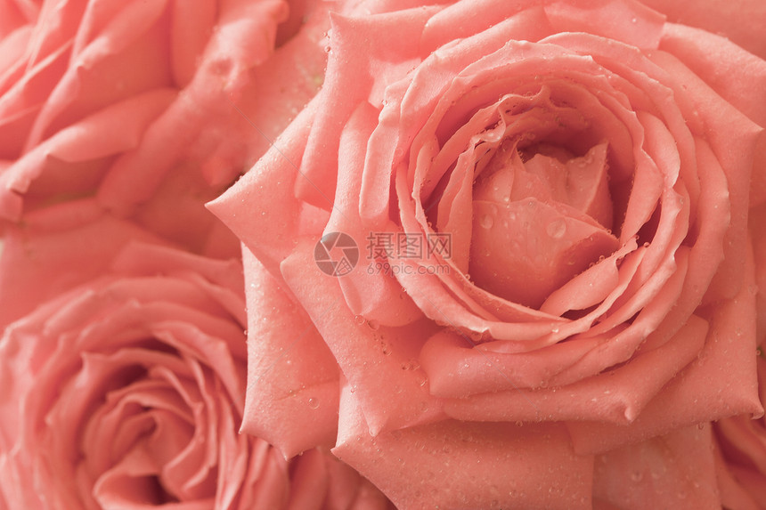 背景 - 粉红花玫瑰图片