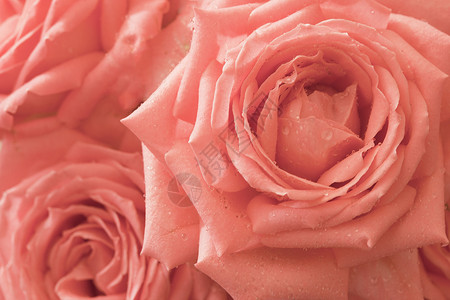 背景 - 粉红花玫瑰背景图片