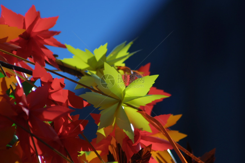 秋季装饰叶子树叶黄色红色蓝色橙子图片