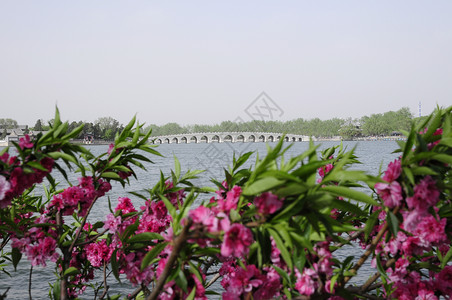 带有花朵的中国公园场地高清图片素材
