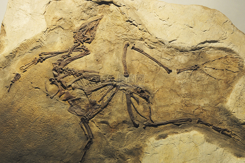 侏罗纪化石恐龙图片