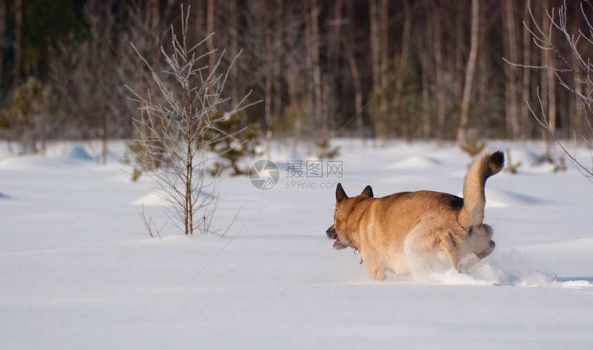 跑在后国雪上的狗追求混种犬类速度哺乳动物阳光头发运动跑步森林图片