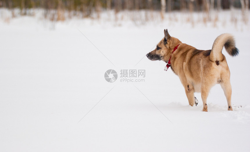 西西伯利亚莱卡木头水平混种哺乳动物犬类森林头发白色宠物毛皮图片