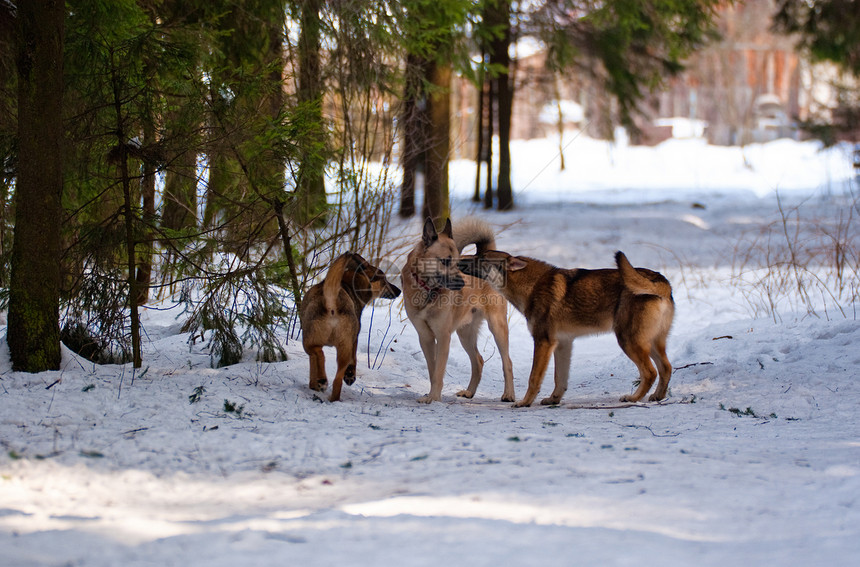 森林中的狗森林白色水平阳光犬类木头快乐蓝色哺乳动物混种图片