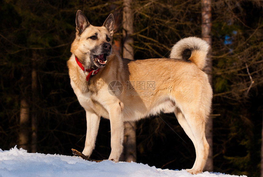 西西伯利亚莱卡森林友谊哺乳动物犬类水平白色宠物快乐混种图片