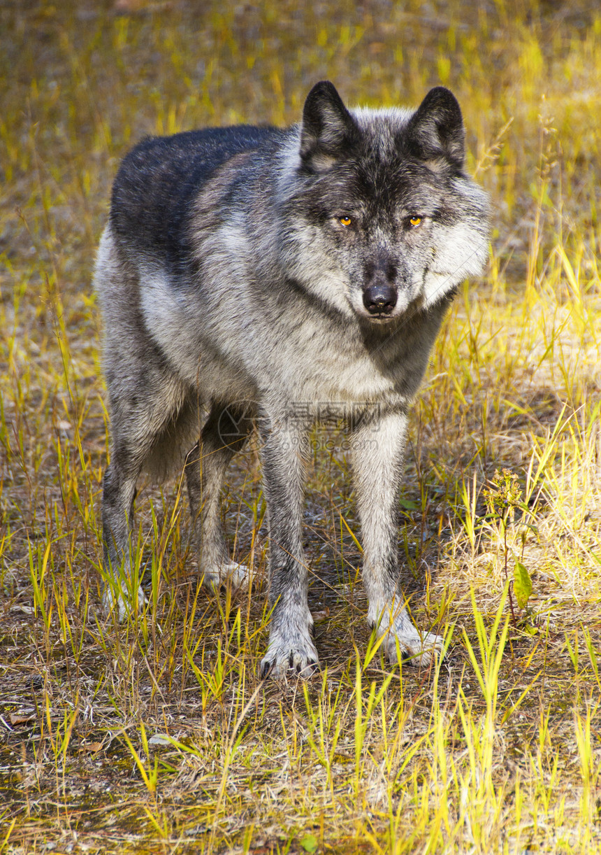 大坏狼毛皮犬类公园国家耳朵鼻子场地野生动物眼睛哺乳动物图片