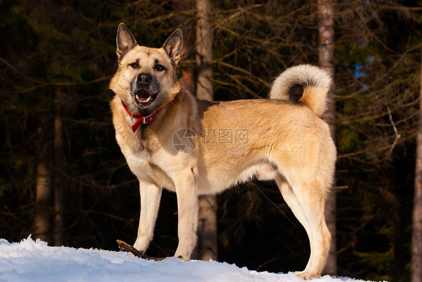 西西伯利亚莱卡森林宠物哺乳动物快乐混种犬类友谊水平白色图片