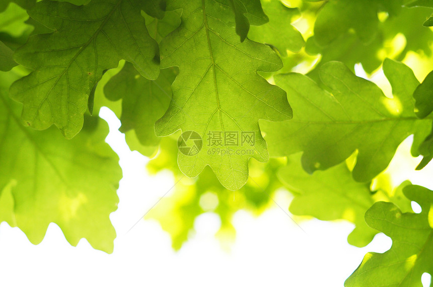 树叶和复制空间背景花园晴天太阳公园植物框架森林环境绿色图片