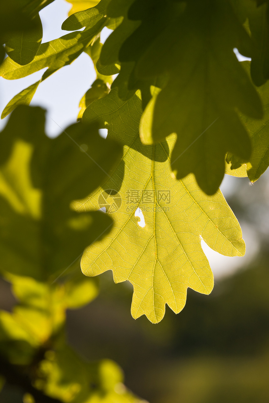 橡叶叶子植物群枝条绿色树叶季节橡木公园图片
