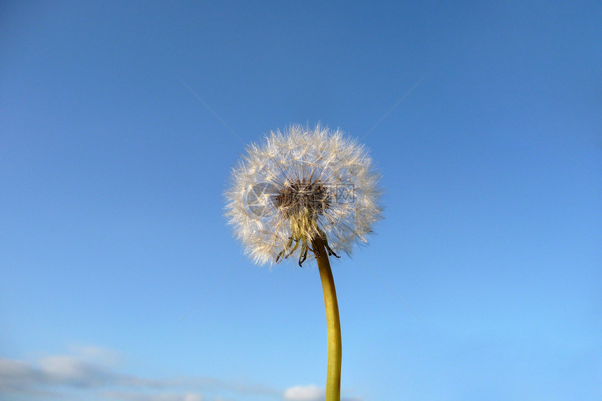 Dandelion 时钟花园宏观蓝色叶子天空植被园艺菊科种子植物图片