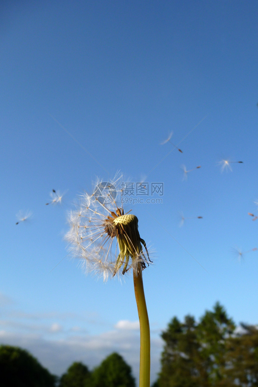 Dandelion 时钟天空宏观植物园艺叶子蓝色植被生长乡村花园图片