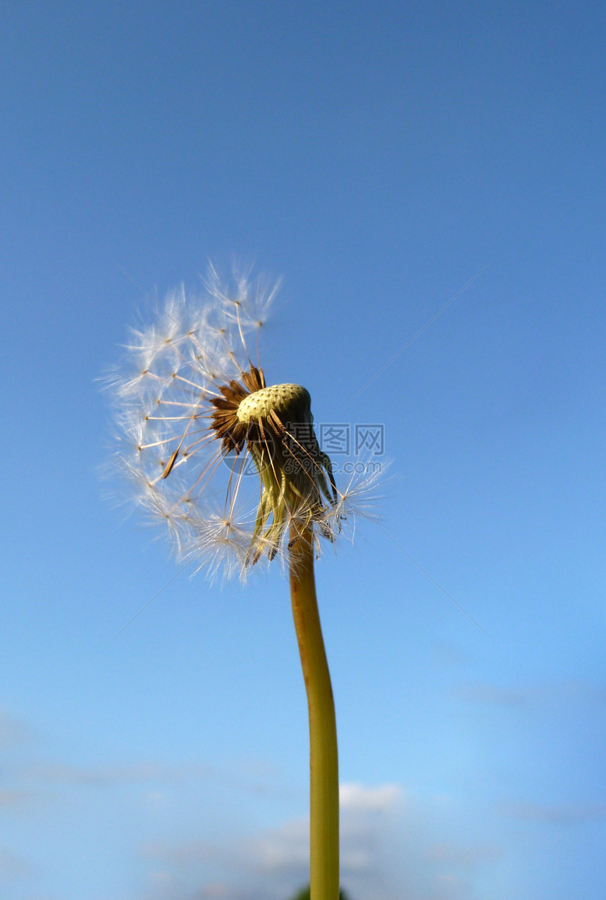 Dandelion 时钟菊科种子叶子天空蓝色植物群植被植物宏观乡村图片