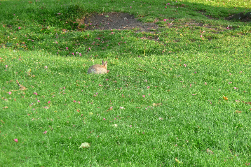 公园的兔子兔形野生动物绿地兔科哺乳动物绿色地球宝宝毛皮农村图片