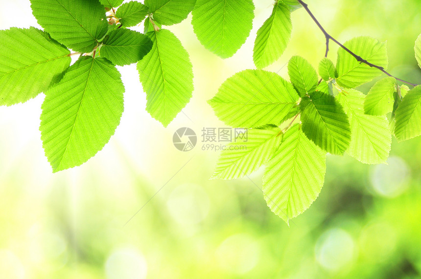 自然生态植物卡片健康温泉森林环境公园场景宏观图片