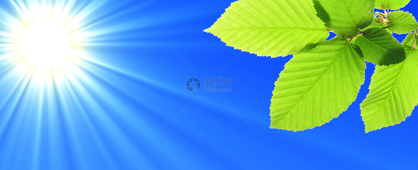 蓝蓝天空和叶叶树木晴天季节蓝色太阳阳光树叶横幅框架生态图片