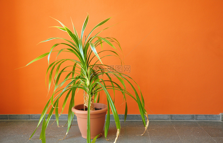 在橙色墙上的锅里绿色红色房子商业橙子装饰生长财产软管风格图片