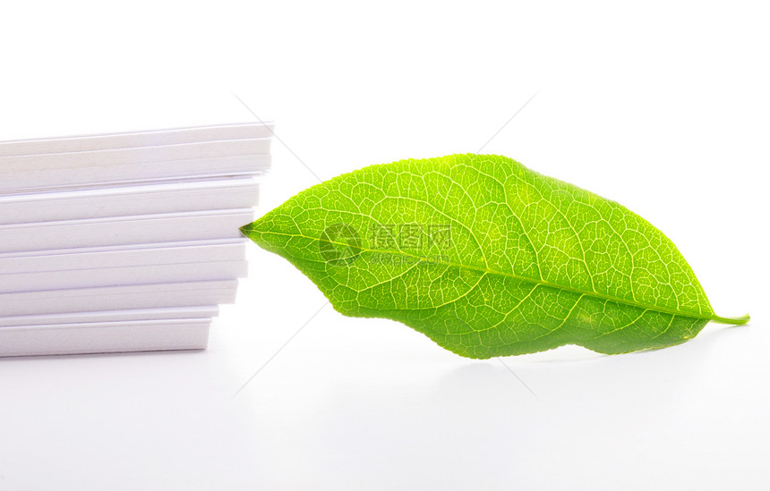 空白白纸叶子礼物环境生态雏菊花朵白色床单绿色卡片图片