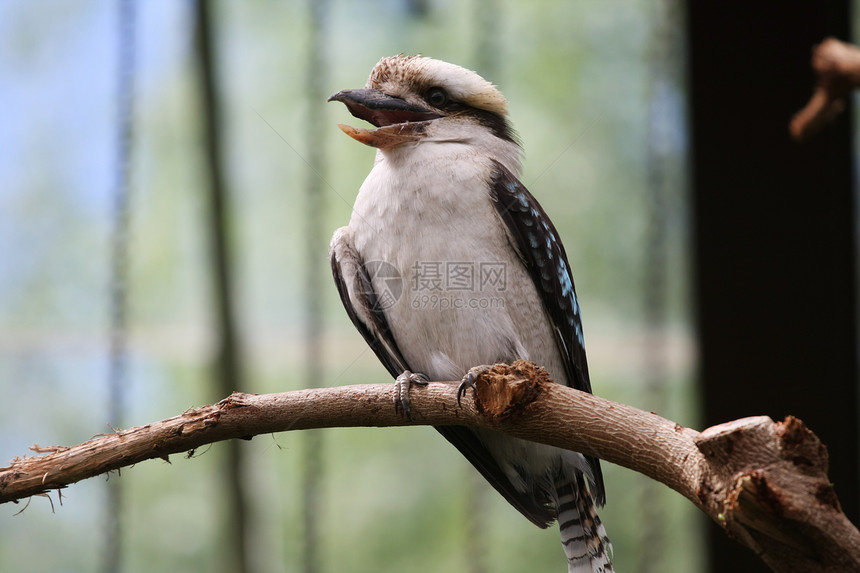 欢笑的Kookaburra森林动物翠鸟荒野龙马栖息图片