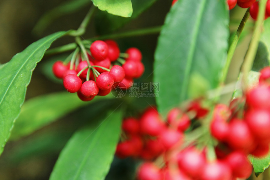 希洛霍利水果浆果红色植物绿色图片
