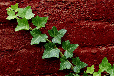 绿色常春藤叶子砂浆树叶藤蔓对角线植物生长花园红色背景图片