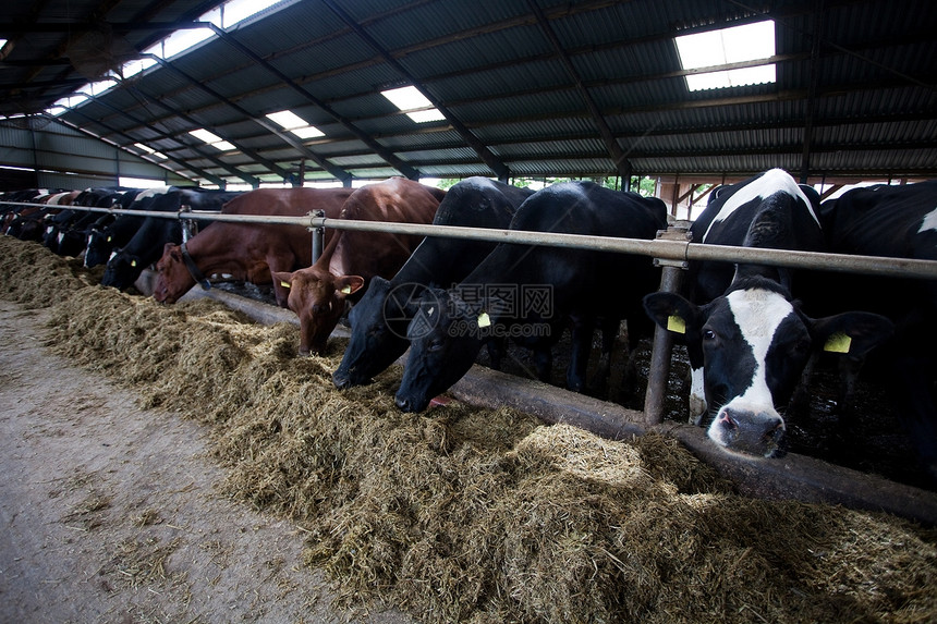 喂奶牛奶制品食物牛棚农业家畜谷仓摊位饲养场场景动物图片