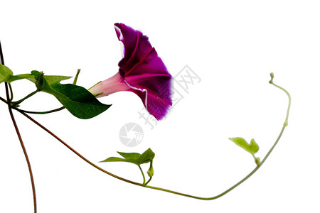 植物 早晨的荣耀白色树叶紫色宏观喇叭花开线花朵绿色背景图片