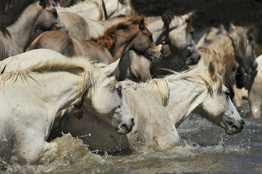 Camargue马群跑步野外动物自由荒野母马白色游泳动物飞溅图片