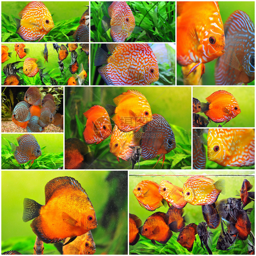 铁饼热带水族馆动物科鱼玻璃团体橙子红色游泳蓝色图片