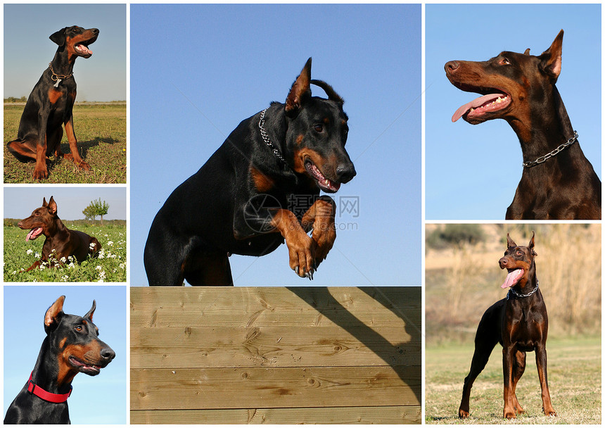 十二人动物黑色宠物训练跳跃场地犬类运动棕色图片