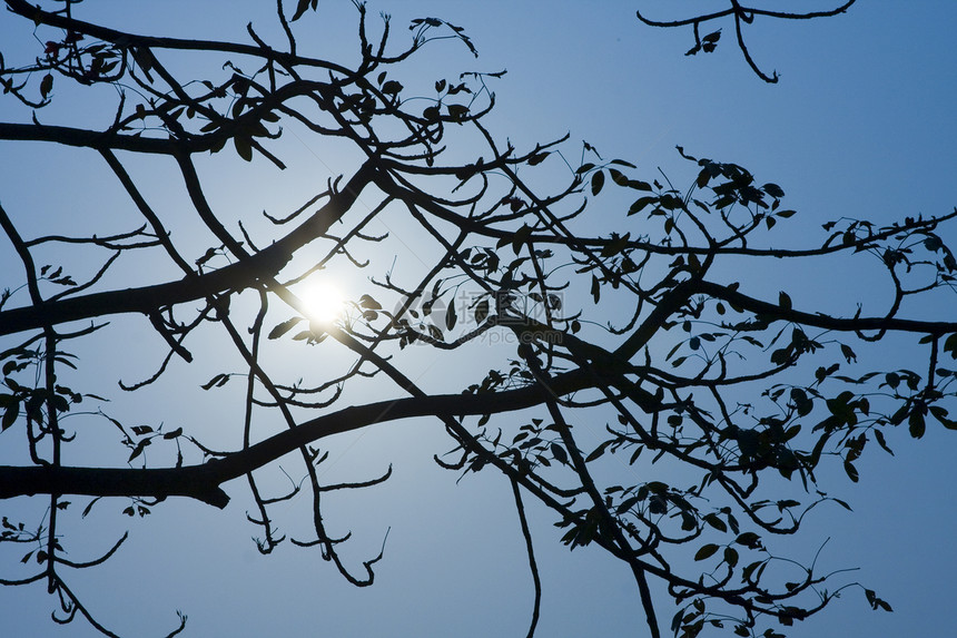 树后面有太阳的柳树的木月光地平线橙子活力天空风景阳光阴影土地墙纸日落图片