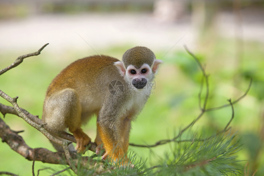 普通松鼠猴子猿猴灭绝鼻子动物园耳朵灵长类鬼脸流域哺乳动物动物图片