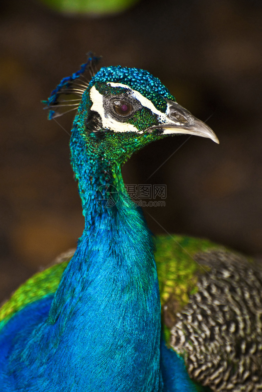 多彩孔雀荒野蓝色眼睛展示羽毛绿色活力野生动物动物图片