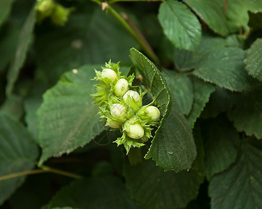 阿维拉Hazel 坚果县城树篱食物老鼠榛子季节松鼠树叶收成背景