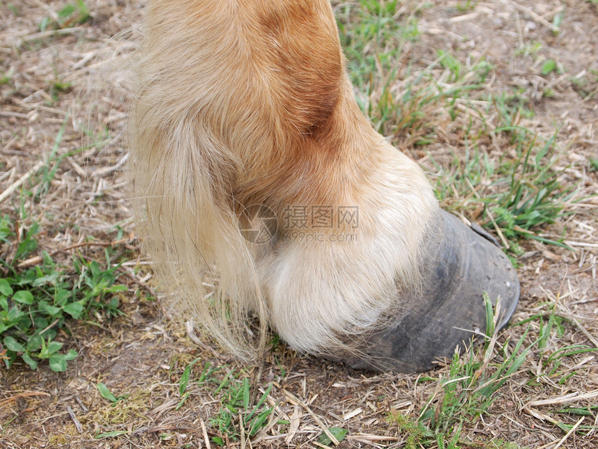 马蹄棕色头发脚跟地面图片