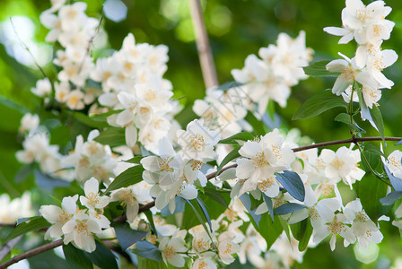 茉莉花白色花园公园天空植物背景图片