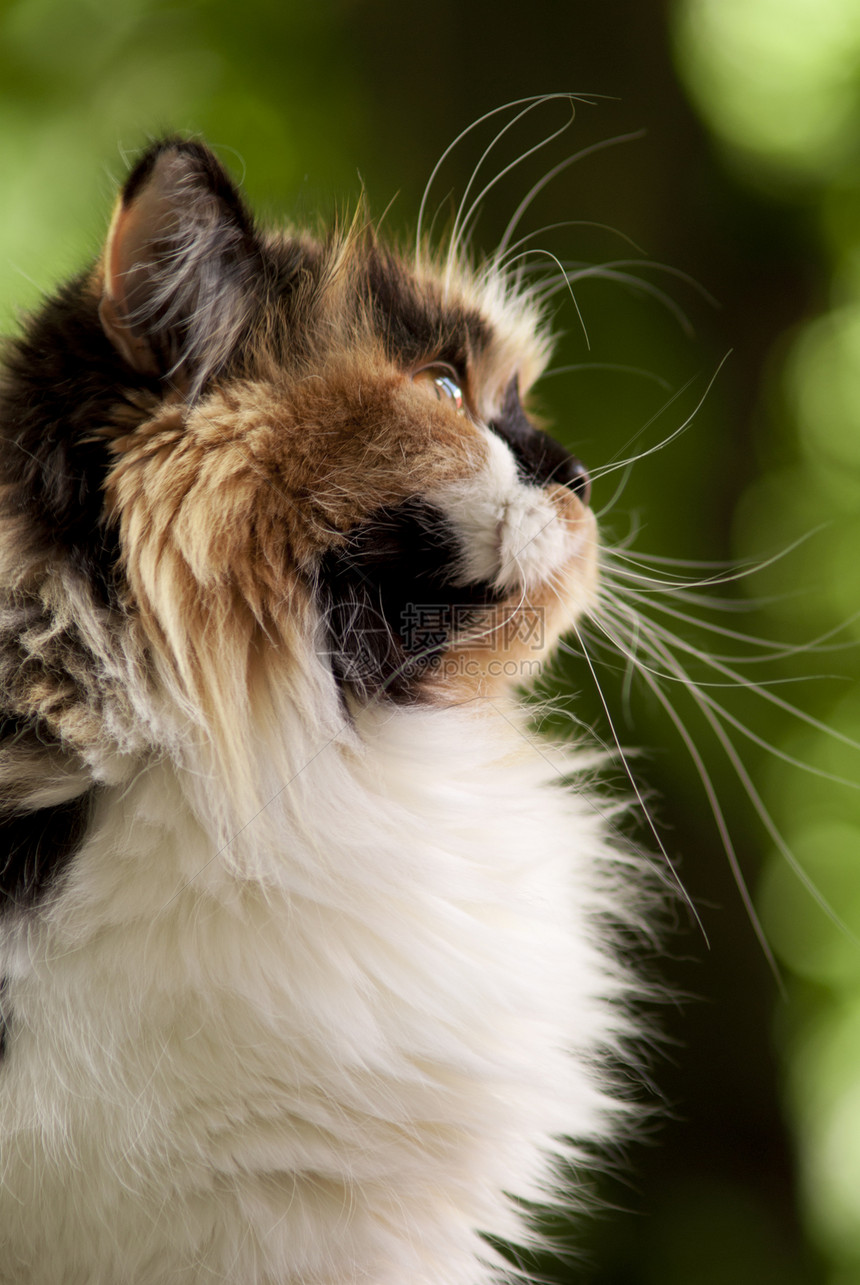 猫咪坐在窗户旁边白色虎斑头发绿色黑色好奇心树叶背景爪子宠物图片