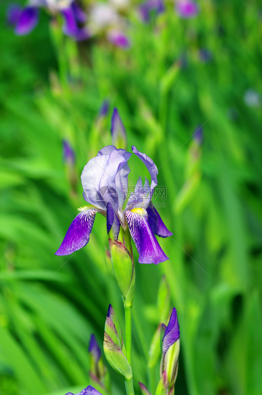 蓝虹宏观场地紫色蓝色叶子花朵花粉草地植物群鸢尾花图片