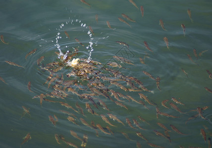 池塘里的鱼淡水游泳背景图片
