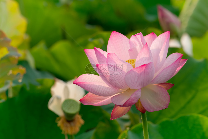 美丽的莲纱压痛紫色叶子植物环境花园池塘植物群水池花瓣图片