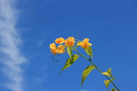 黄花天空毛茛树叶植物群天堂植物灯笼裤植物学花瓣黄色背景