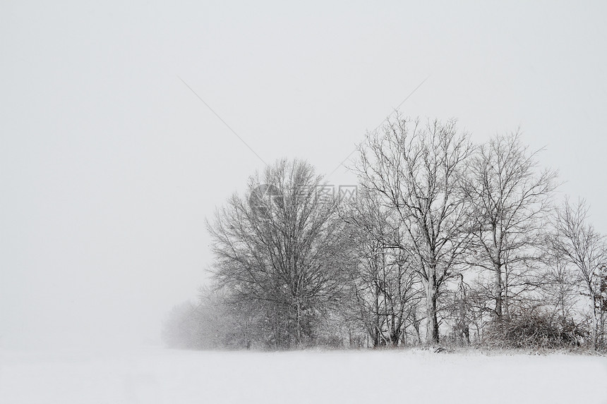 暴风雨中的树木白色暴风雪仙境乡村天气场景风暴森林冻结国家图片